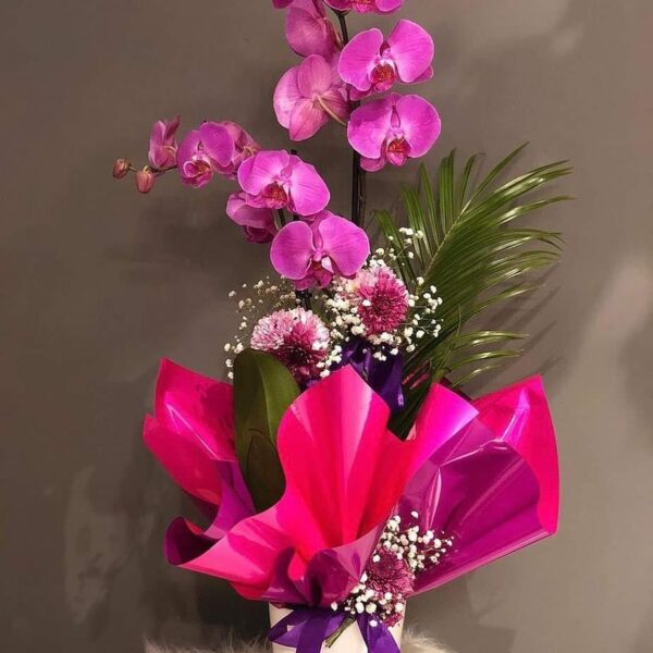 Çift Dallı Pembe Orkide